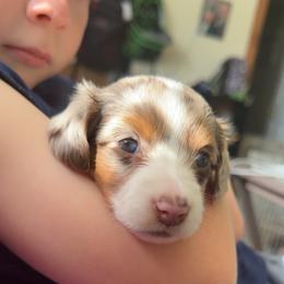 Dachshund Puppies from Jordin’s dainty Dachshunds