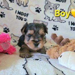 Bo - Black and gold male Yorkshire Terrier puppy in Nitro, West Virginia from Kathryn's Yorkies