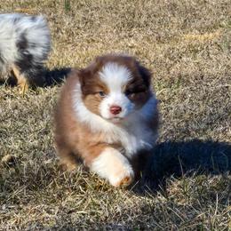 Katmai - Red tri-color female Australian Shepherd puppy in Appomattox, Virginia from Danell Australian Shepherd