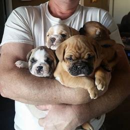 French Bulldog Puppies from Ginny's Frenchie's