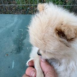 Waffle - Beaver male Pomeranian puppy in Kelseyville, California from Cobb Mountain Shih Tzus, Paragon Pomeranians