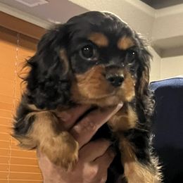 Cavalier King Charles Spaniels from JNJ Royal Cavaliers