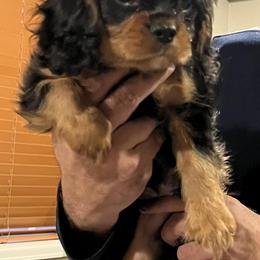Cavalier King Charles Spaniels from JNJ Royal Cavaliers