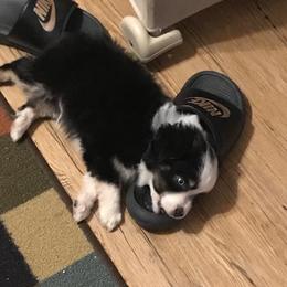 Toy Australian Shepherd All Grown Up from The Ranch of the Sun Toy Aussies