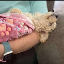 Cavapoo, Cockapoo, Goldendoodle, and Maltipoo Puppies from Perdue Puppies