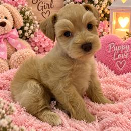 Wheaten Girl 1 - Wheaten female Miniature Schnauzer puppy in San Augustine, Texas from My Little Schnauzer Pals