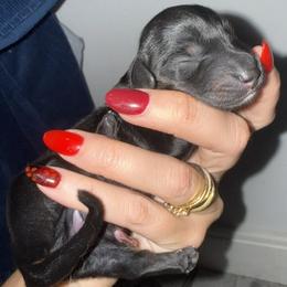 MOSS - Black and tan male Dachshund puppy in Kiowa, Oklahoma from Champion Dachshunds