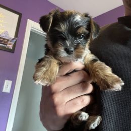 Rottweiler and Yorkshire Terrier Puppies from Superior Family Kennels