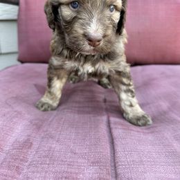 Reese - Aussiedoodle puppy in Idaho from Doodle Doggie Farm