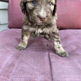 Reese - Aussiedoodle puppy in Idaho from Doodle Doggie Farm
