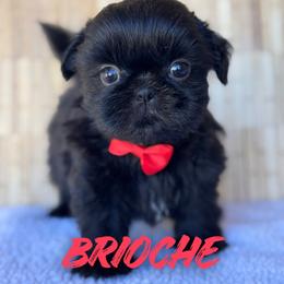 Brioche - Black male Shih Tzu puppy in San Tan Valley, Arizona from My Puppy Tzu