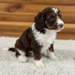 Frenchie - Parti female Poodle puppy in Washington, Pennsylvania from Patriotic Poodles
