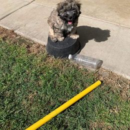 Cane Corso and Lowchen Puppies from High Royal Kennel