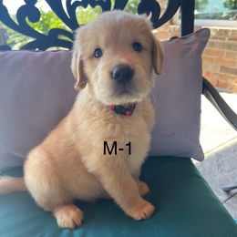 Red - Golden male Golden Retriever puppy in Coppell, Texas from Emily Goetting