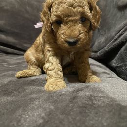 Goldendoodle Puppies from Simply Mini Goldendoodles