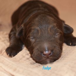 Fudge - Chocolate male Australian Labradoodle puppy in York, Pennsylvania from Frosty Hill Australian Labradoodles