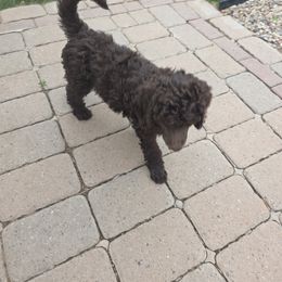 Poodle Puppies from shelby ealey