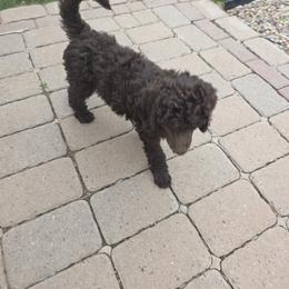 Poodle Puppies from shelby ealey