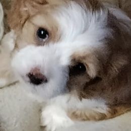 Bichon Frises and Cavalier King Charles Spaniels from Deborah's Puppies