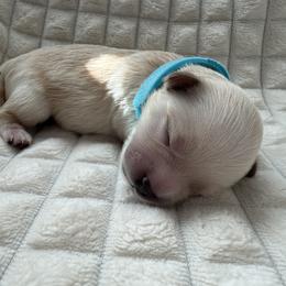 Boy 1 - male Maltipoo puppy in Mesa, Arizona from Marci's Maltipoos