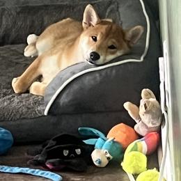 Shiba Inu Puppies from Haste