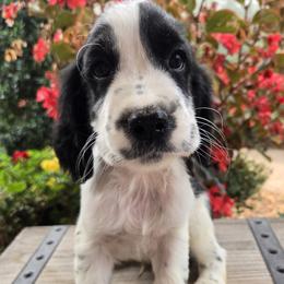 Oreo - Black and white male English Springer Spaniel puppy in Statesville, North Carolina from BAR Z Springers