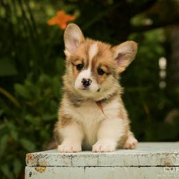 Brown Boy - Red male Pembroke Welsh Corgi puppy in Penobscot, Maine from Corgi Bliss Pembroke Welsh Corgis