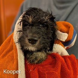 Kooper - Brown and tan male Cockapoo puppy in Sunset, Louisiana from Cano Cockapoos
