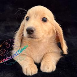Sun - Cream female Dachshund puppy in Peyton, Colorado from Dachshund Universe