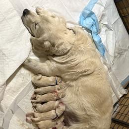Boy 2 - male Golden Retriever puppy in Yuba City, California from Family Loved Golden Retrievers