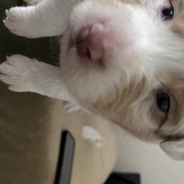 Boy 5 - Australian Shepherd puppy from Saltair Australian Shepherds