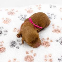 Caroline - Red female Cavapoo puppy in Hudson, Michigan from Haaspawz