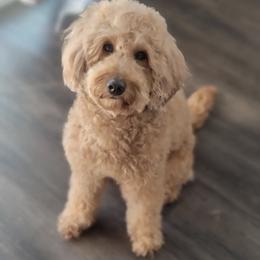MyMy - Goldendoodle