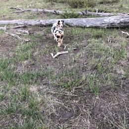 Australian Shepherd Puppies from Brit’s Australian Shepherds