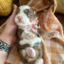 Coco (light pink) - Brown white and tan female Cockapoo puppy in West Haven, Utah from Harper Haven Cavapoos & Doodles