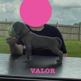 Valor - Blue female Great Dane puppy in Edwardsville, Illinois from Giants and Munchkins