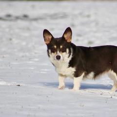 Lilly - Pembroke Welsh Corgi
