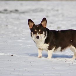 Lilly - Pembroke Welsh Corgi