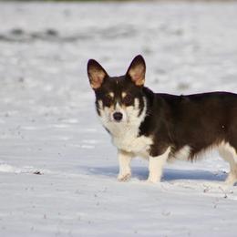 Lilly - Pembroke Welsh Corgi