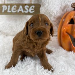 Waylon - Red  male Goldendoodle puppy in Statesville, North Carolina from Ashley's Doodles