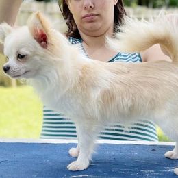 AVA OR Jelly - Chihuahua