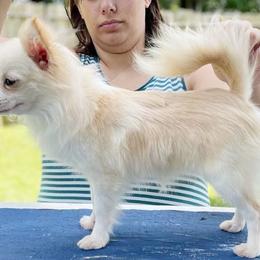 AVA OR Jelly - Chihuahua