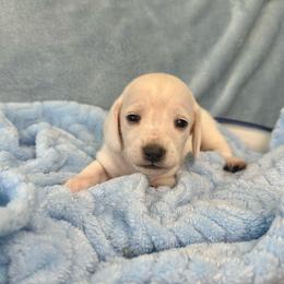 Degas - Cream male Dachshund puppy in Memphis, Tennessee from River City Doxies