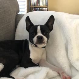 Boston Terrier Puppies from I Love Pups