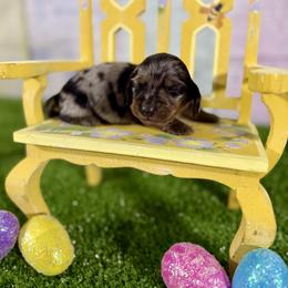 Benedict - Dapple male Dachshund puppy in Westport, Kentucky from Lonestar Creek Farm