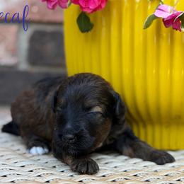 Decaf - Sable female Aussiedoodle puppy in Henry, Illinois from Rowe Farms Doodles