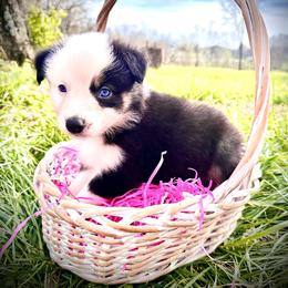 Whinnie - Black tri-color female Australian Shepherd puppy in Oakland City, Indiana from Moonlightaussies
