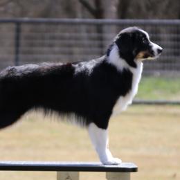 Australian Shepherd puppies from Ridgestar Aussies