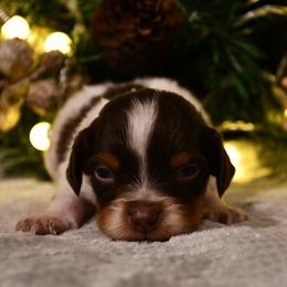 Odin - Liver white and orange male Brittany puppy in Hollidaysburg, Pennsylvania from Royal Flush Farms
