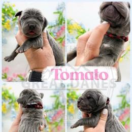 Tomato - Blue female Great Dane puppy in Sac City, Iowa from Northern Great Danes of Colorado & Iowa